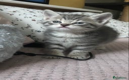 Scottish Fold cats for sale: STUNNING KITTENS FOR SALE! - Image 4