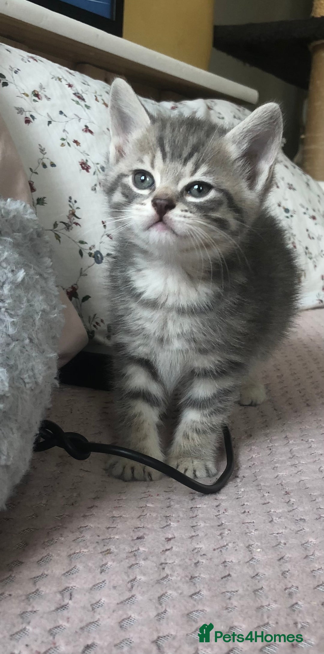 Scottish Fold cats for sale: STUNNING KITTENS FOR SALE! - Image 4
