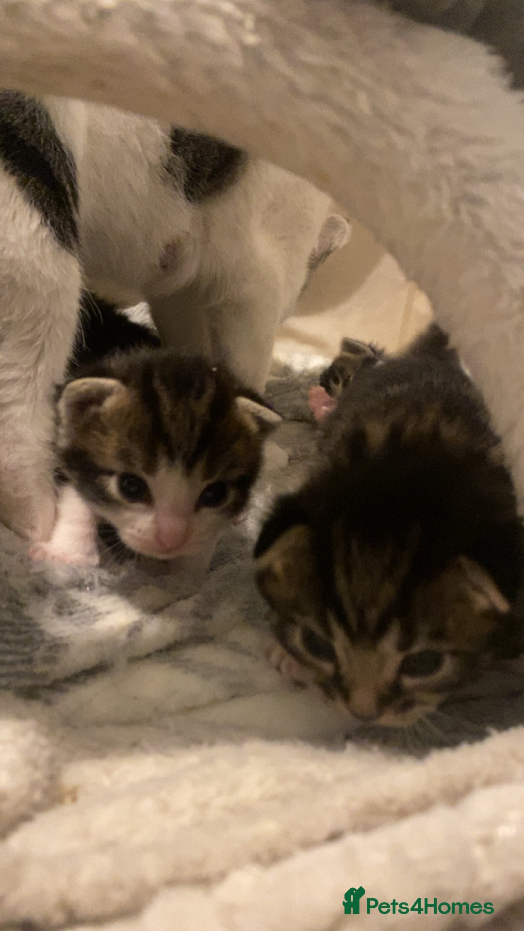 Mixed Breed cats for sale: Ragdoll/Mixed Breed Kittens for Sale - Image 4