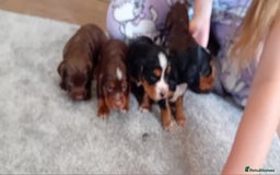 Cocker Spaniel dogs for sale: Working cocker wocker puppies - Image 2