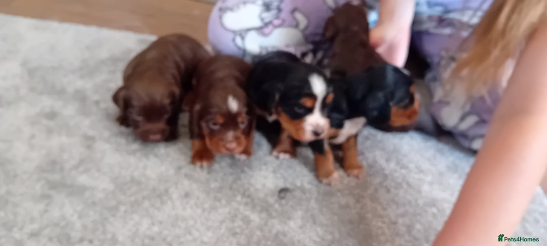 Cocker Spaniel dogs for sale: Working cocker wocker puppies - Image 2