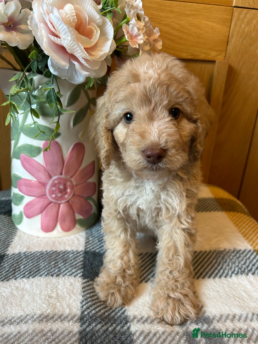 Cockapoo dogs for sale: Stunning Cockapoo puppies ready in a week  - Image 3