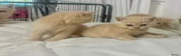 British Shorthair cats for sale: ⭐️ 6 BRITISH CREAM SHORTHAIR ⭐️ - Advert 12
