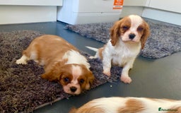 Cavalier King Charles Spaniel dogs for sale: Beautiful litter of King Charles Cavaliers - Image 8