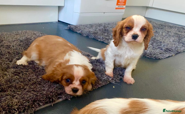 Cavalier King Charles Spaniel dogs - Advert 1