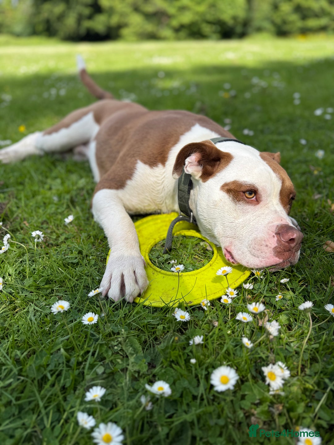 Mixed Breed dogs for sale: Reggie - Image 5