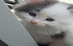 Ragdoll cats for sale: Rag doll cross - Image 1