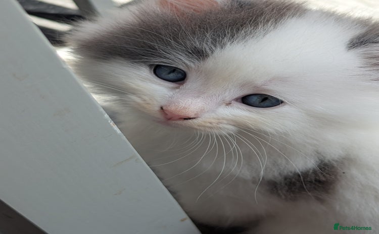 Ragdoll cats - Advert 5