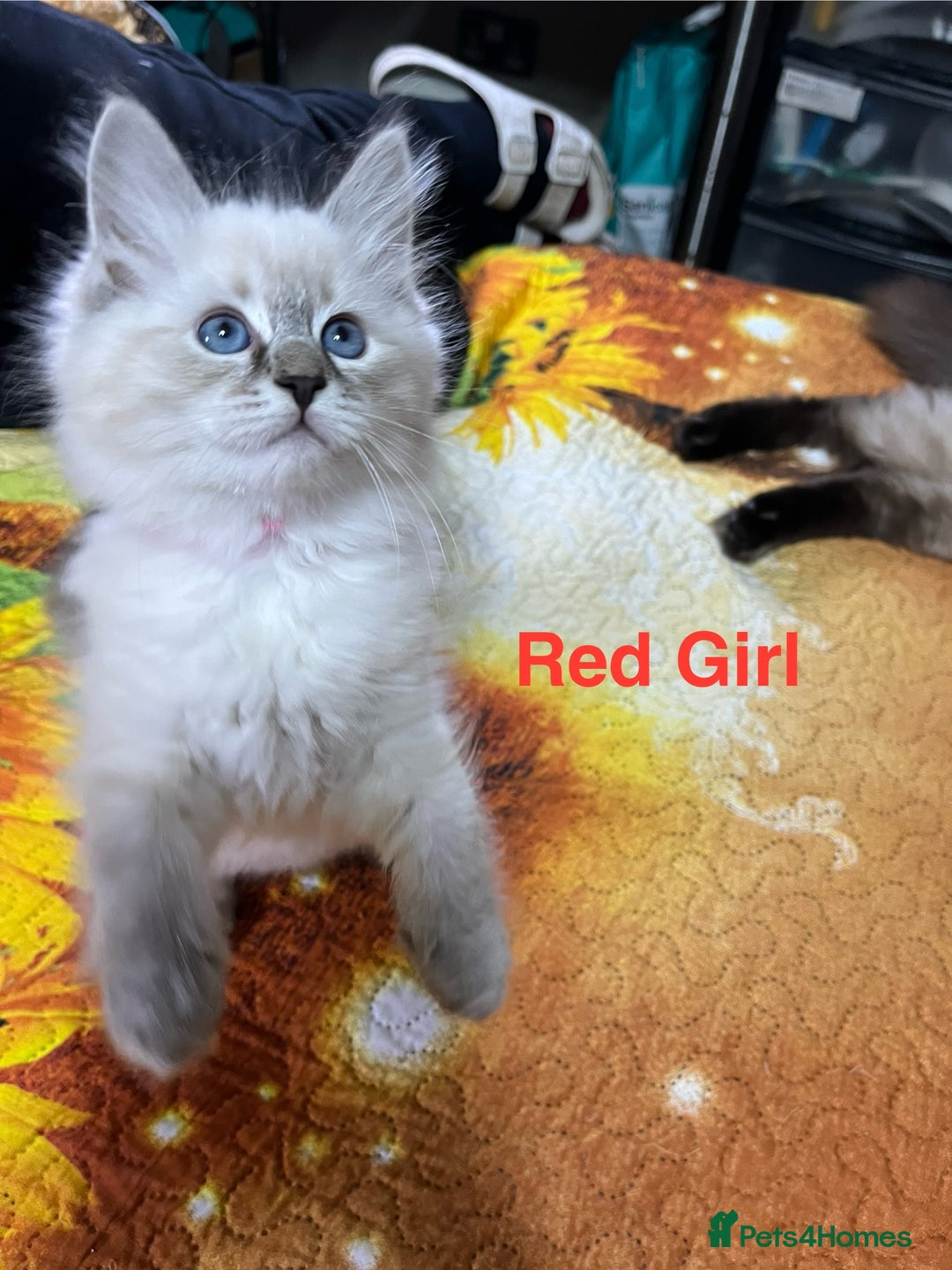Ragdoll cats for sale: ❗️❤️5 Incredibly Beautiful Ragdoll Kittens❤️🐈  - Image 35