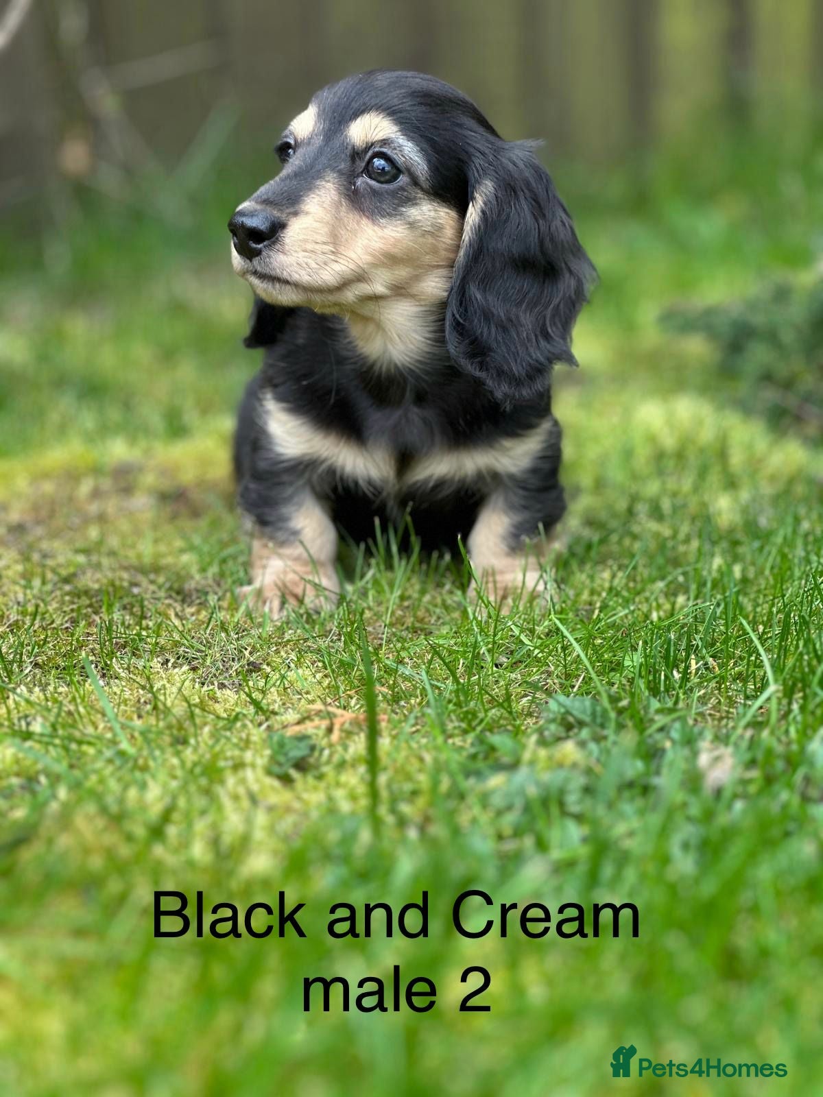 Miniature Dachshund dogs Miniature longhaired dachshund  - Advert 12