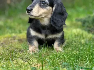 Miniature Dachshund dogs Miniature longhaired dachshund - Advert 12