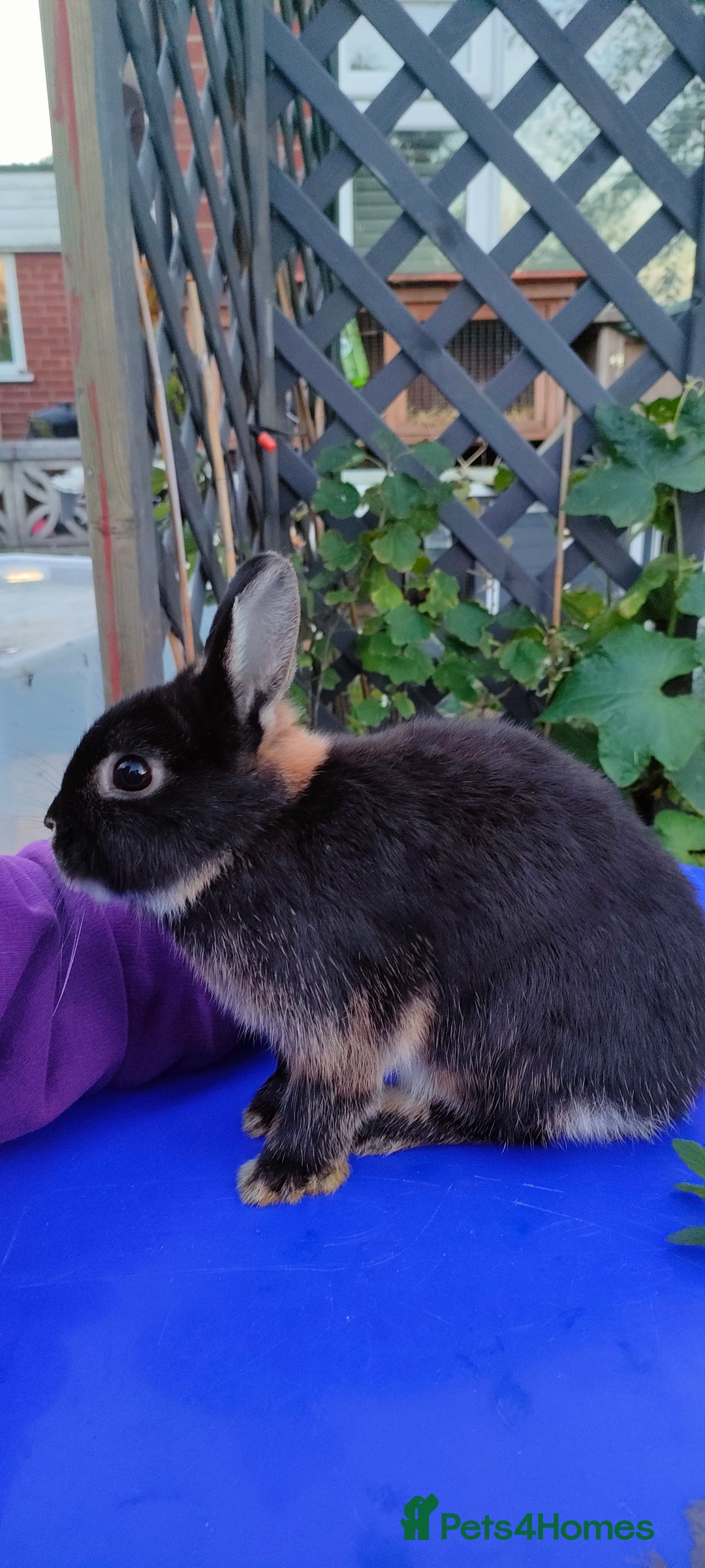 Netherland Dwarf rabbits for sale: Cute little netherland dwarf boys  - Image 21