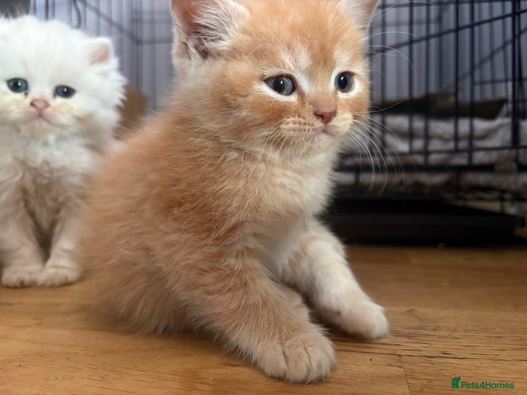 Persian cats for sale: Persians kittens  - Image 3