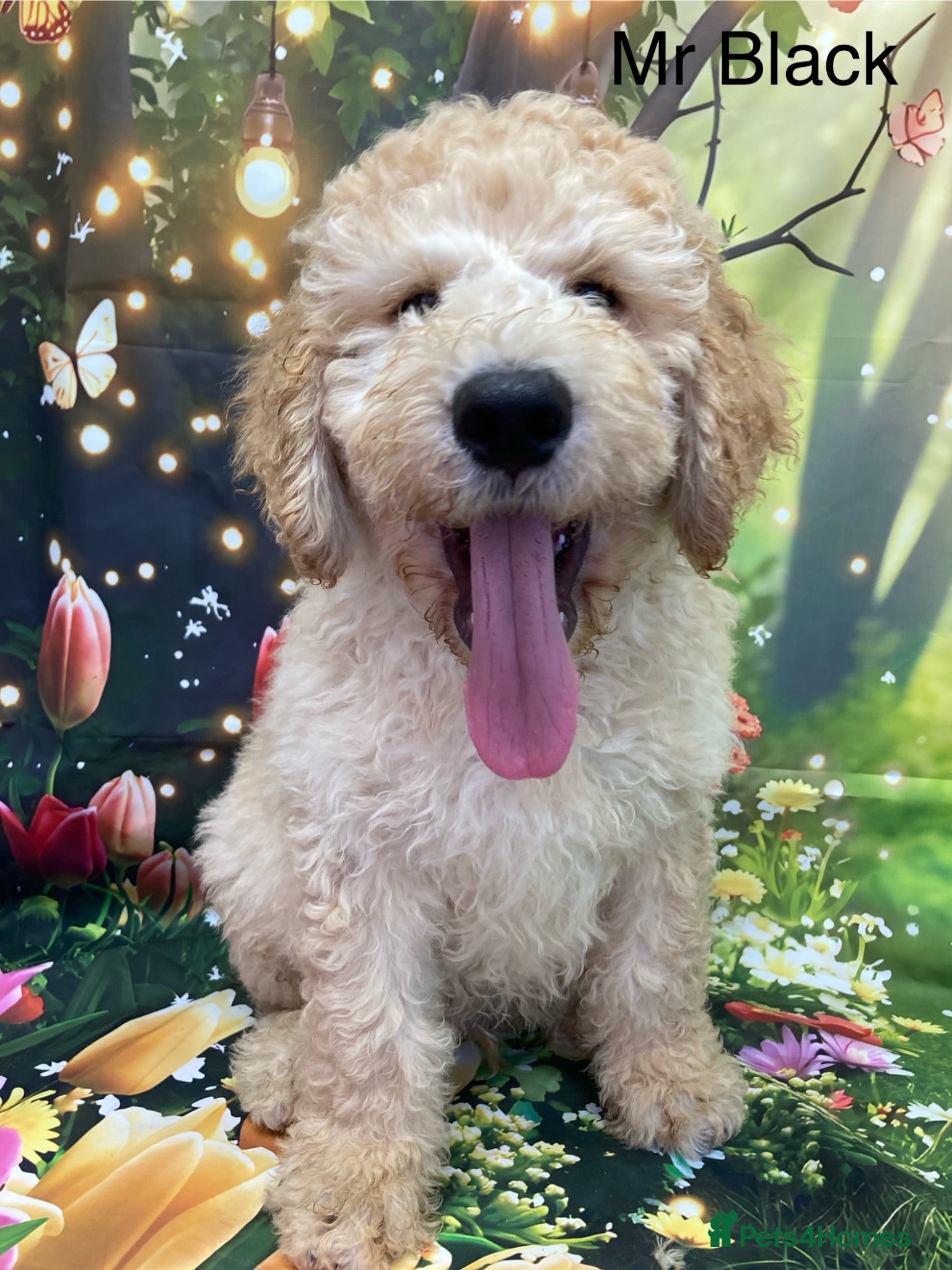 Labradoodle dogs  Standard Labradoodles multi generational  - Advert 2