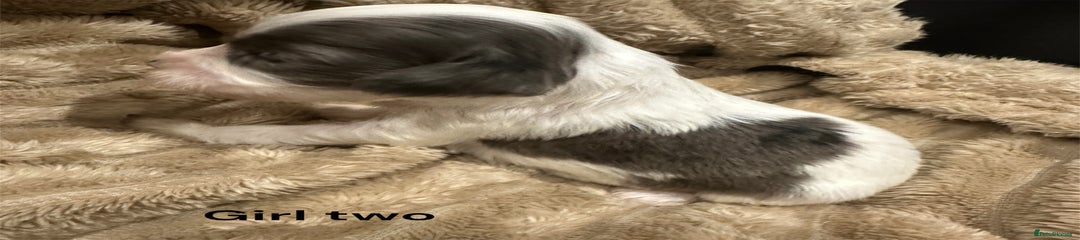 Cavapoo girl Puppy 2