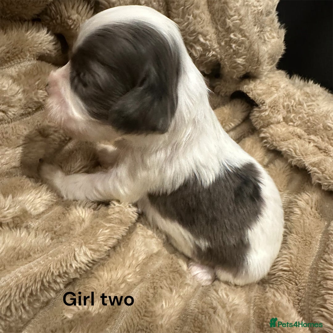 Cavapoo dogs for sale: ** RARE CAVAPOO PUPPIES DNA 🧬 CLEAR ** - Advert 13