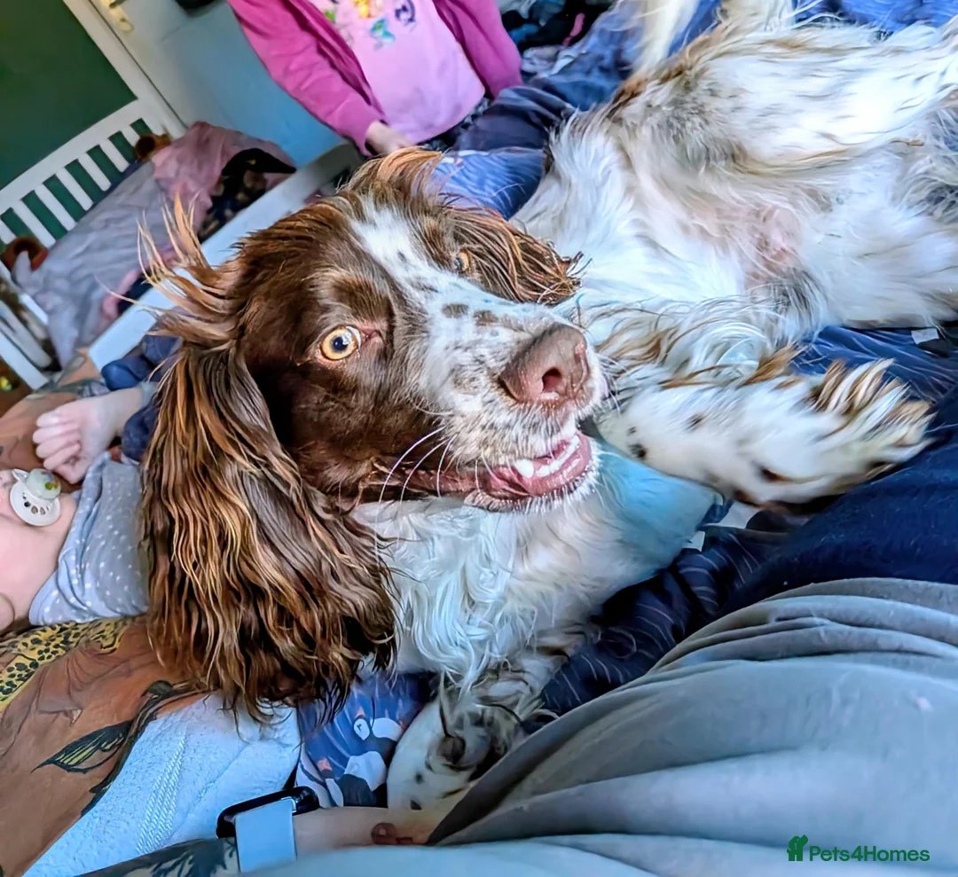 Sprocker dogs for sale: Sprocker Boy  - Advert 5