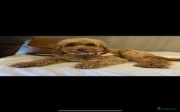Cavapoo dogs for sale: Extensively health tested toy cavapoo puppies - Image 5