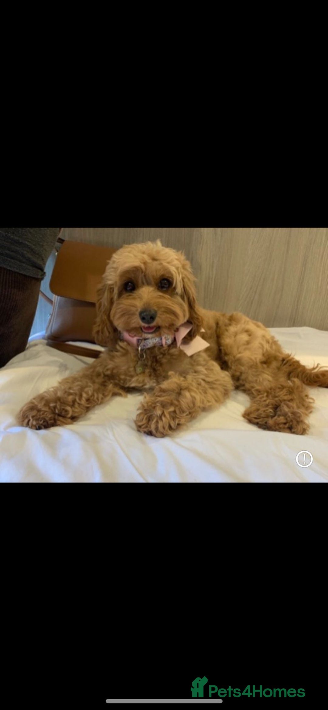 Cavapoo dogs for sale: Extensively health tested toy cavapoo puppies - Image 5