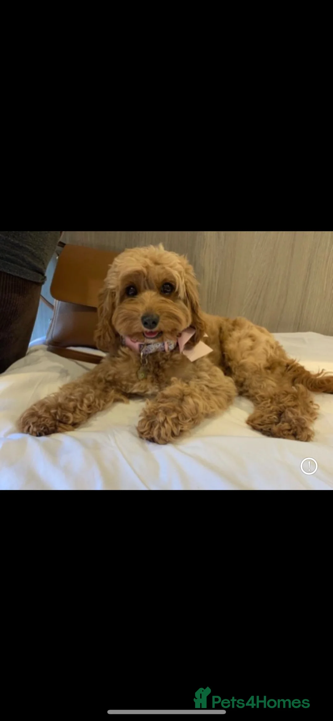 Cavapoo dogs for sale: Extensively DNA health tested and trained girl   - Advert 27