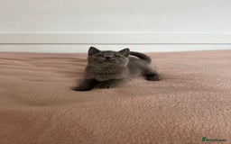 British Shorthair cats for sale: ChampionLine Kittens ready now  - Image 16