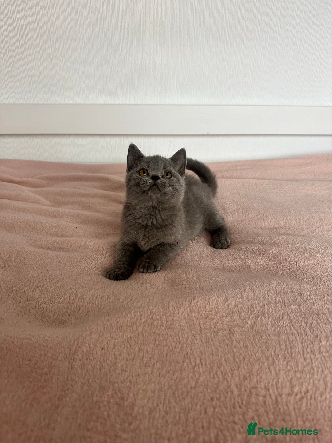 British Shorthair cats for sale: ChampionLine Kittens ready now  - Image 16