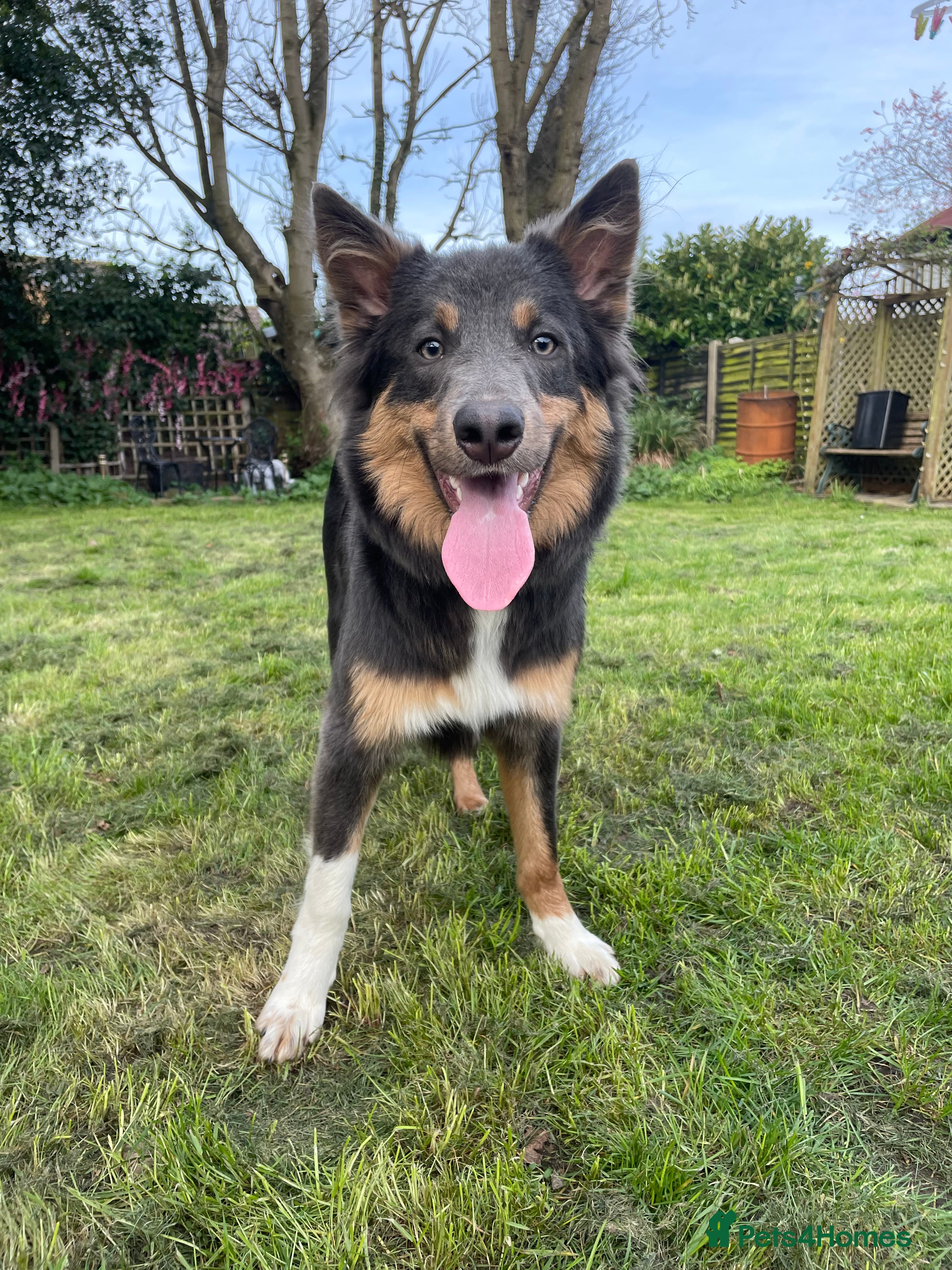 Border Collie dogs Stunning Proven Blue Tricolour Border Collie Stud in Hull - Advert 15