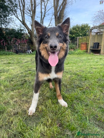 Border Collie dogs in Hull - Advert 1