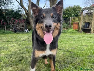 Border Collie dogs Stunning Proven Blue Tricolour Border Collie Stud in Hull - Advert 5