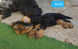 Yorkshire Terrier dogs for sale: Yorkshire terrier boys 13 weeks old - Image 10