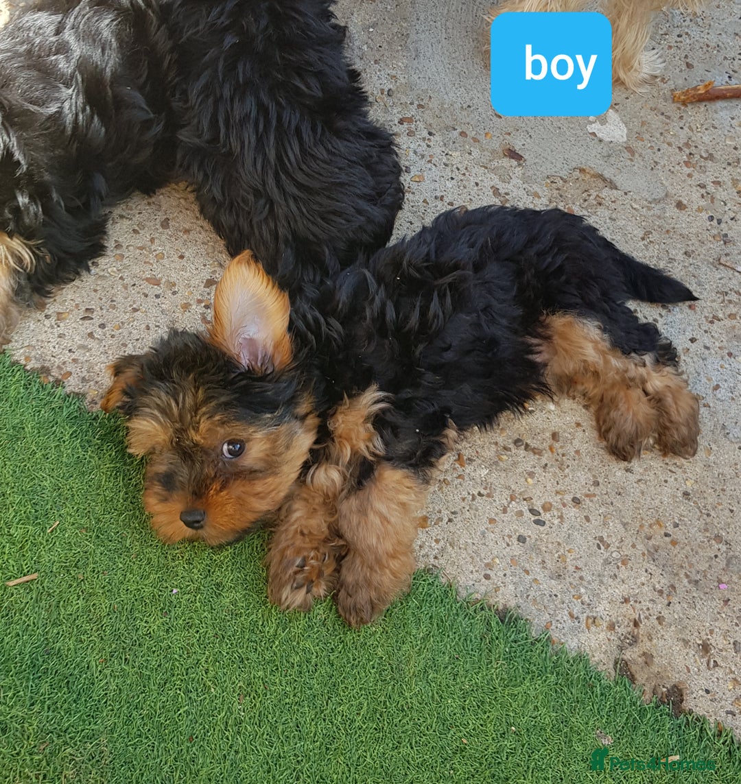 Yorkshire Terrier dogs for sale: Yorkshire terrier boys 13 weeks old - Image 10