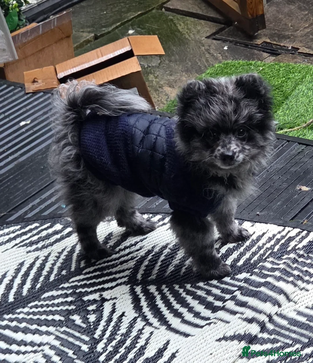 Pomeranian dogs for stud: NEXT GEN BLUE MERLE POM PUPS INCOMING - Advert 4