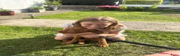 Hungarian Vizsla dogs for sale: Pre-trained KC reg Hungarian Wirehaired Vizsla - Advert 3