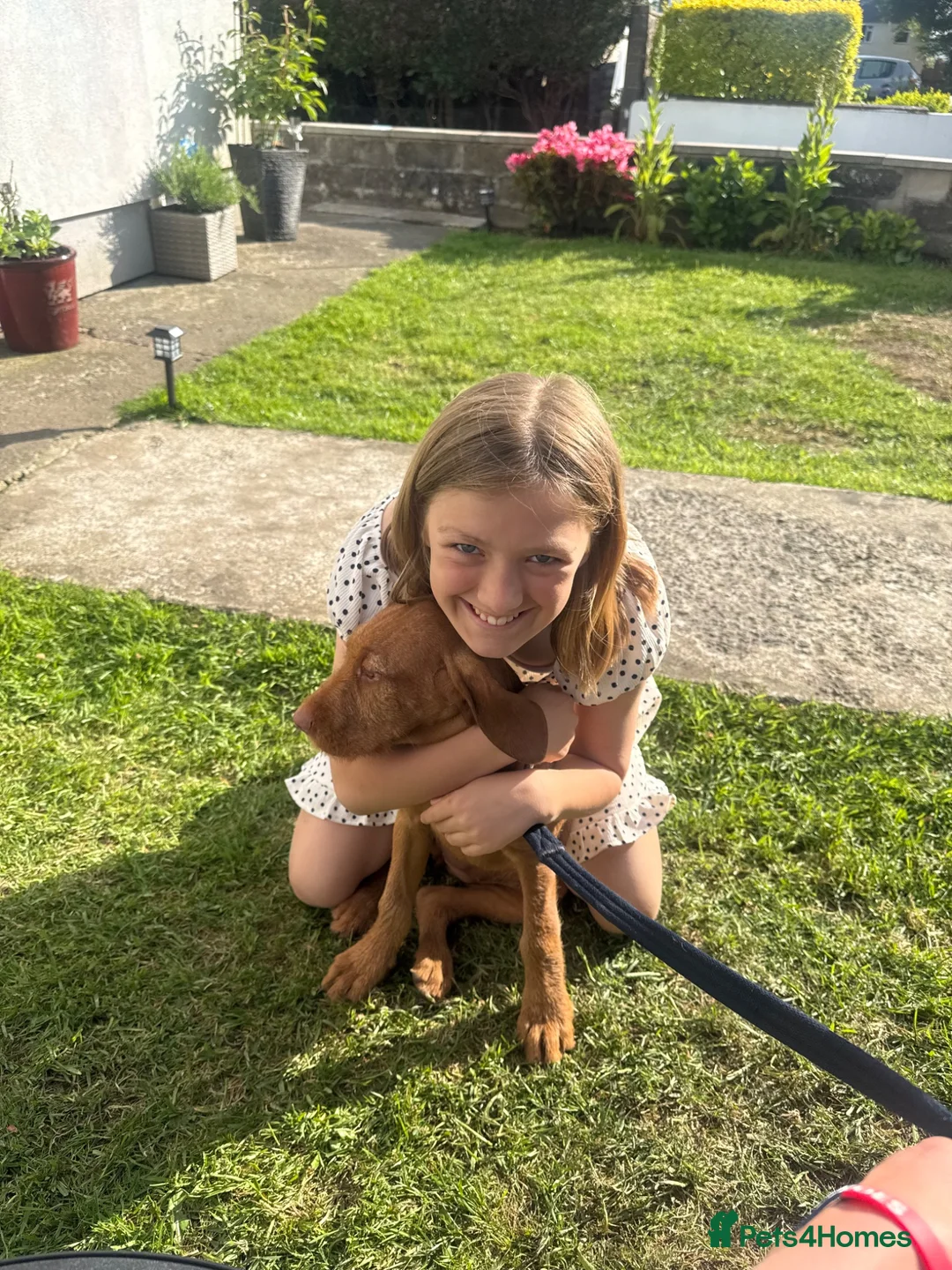 Hungarian Vizsla dogs for sale: Pre-trained KC reg Hungarian Wirehaired Vizsla - Advert 3