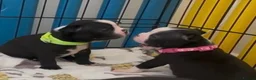 Boston Terrier dogs for sale: Boston Terrier Puppies KC Reg Oustanding Litter - Advert 18
