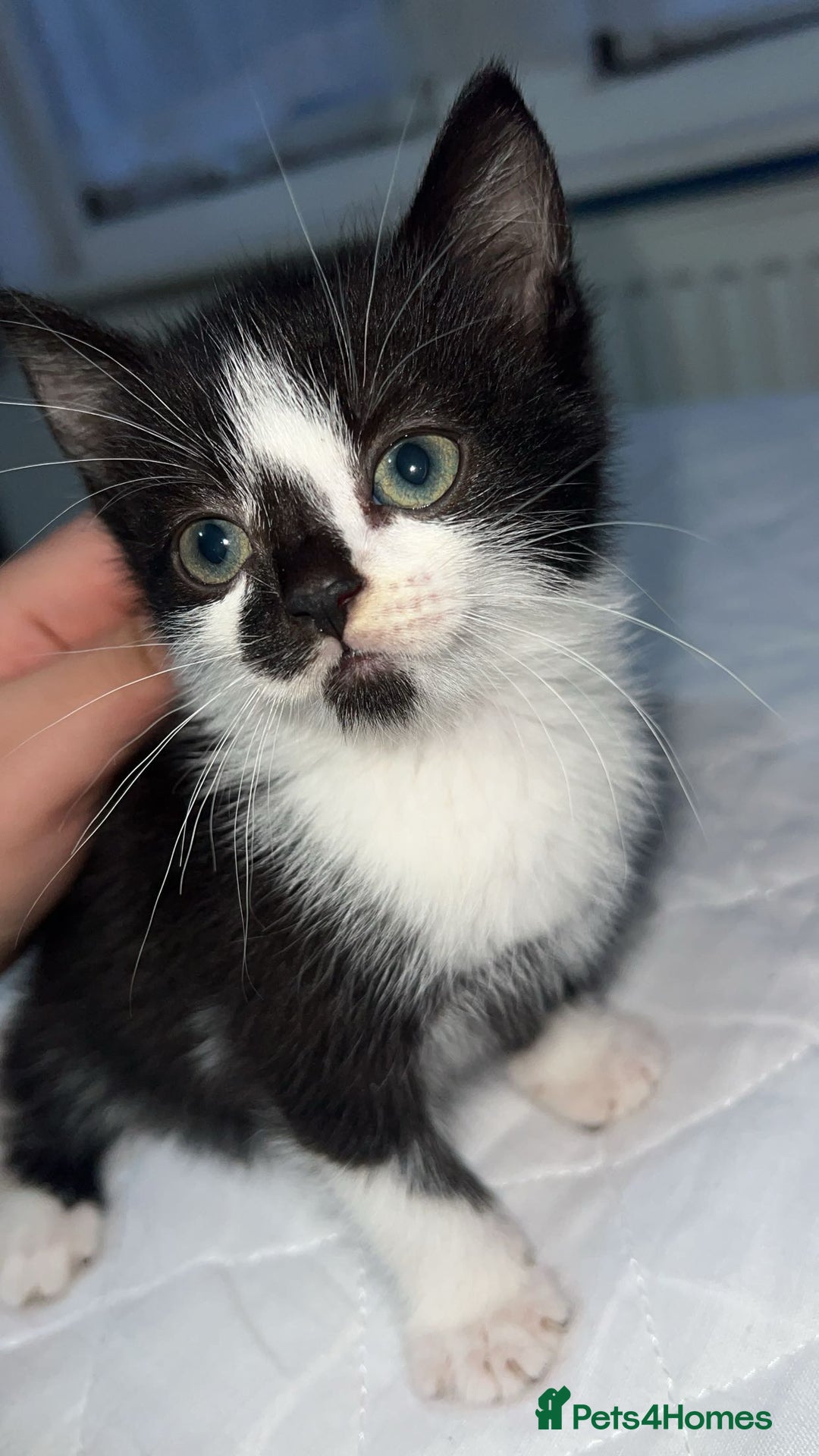 American Shorthair cats for sale: Tabby kittens Ready to go - Advert 2