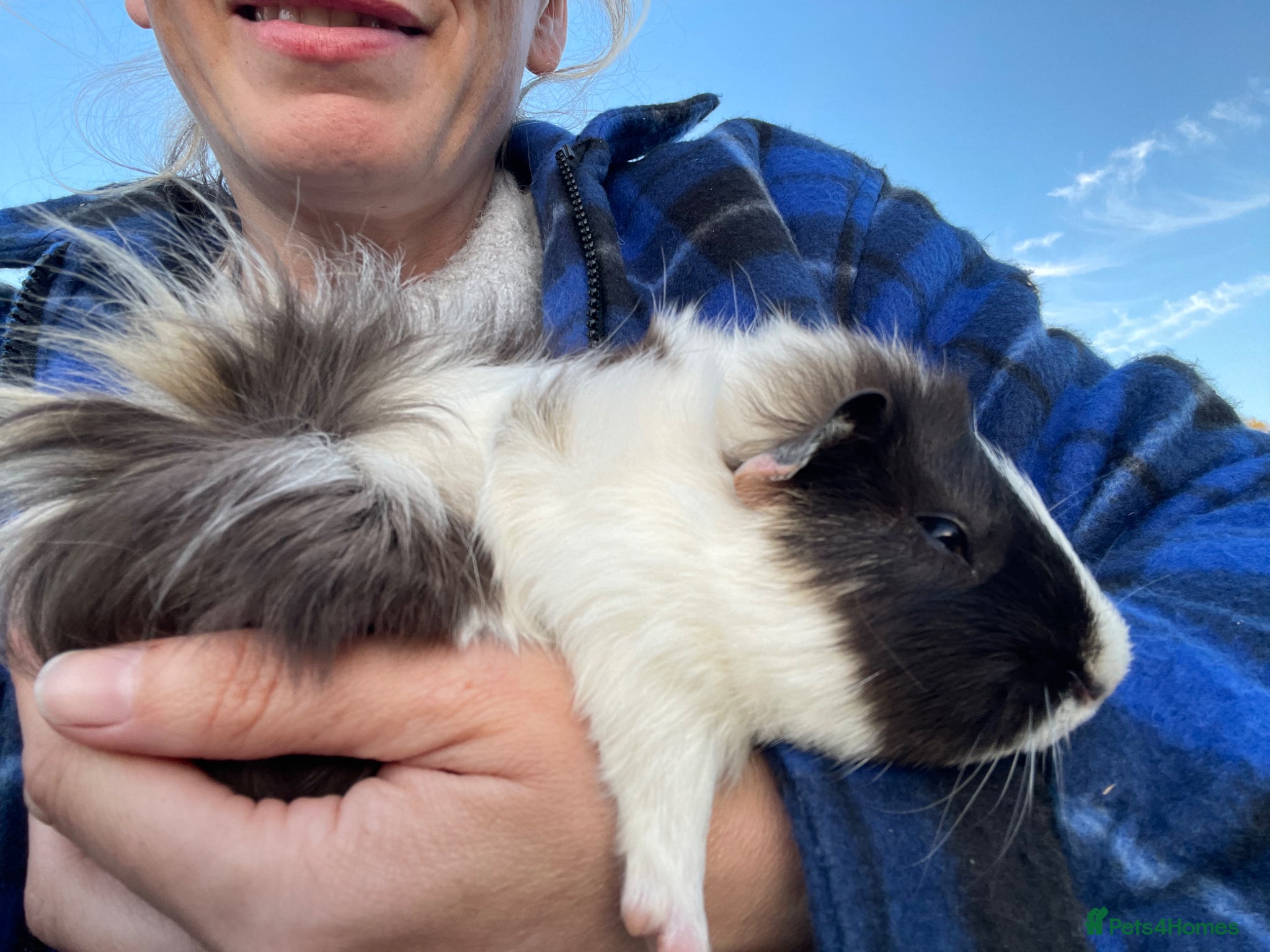 Guinea Pig rodents Male Guinea Pigs - Advert 1
