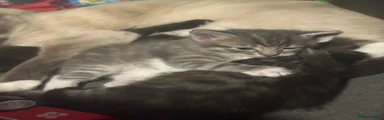 Ragcoon 2