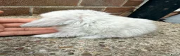 Mini Lop rabbits for sale: Exceptional BRC babies - Advert 4