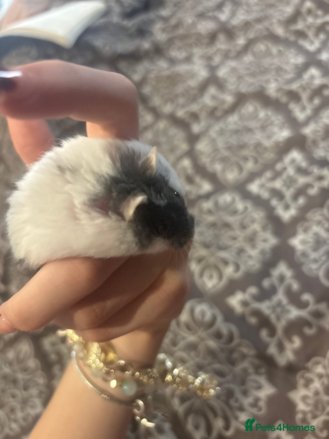 Hamster rodents for sale: russian dwarf hamster  - Image 2