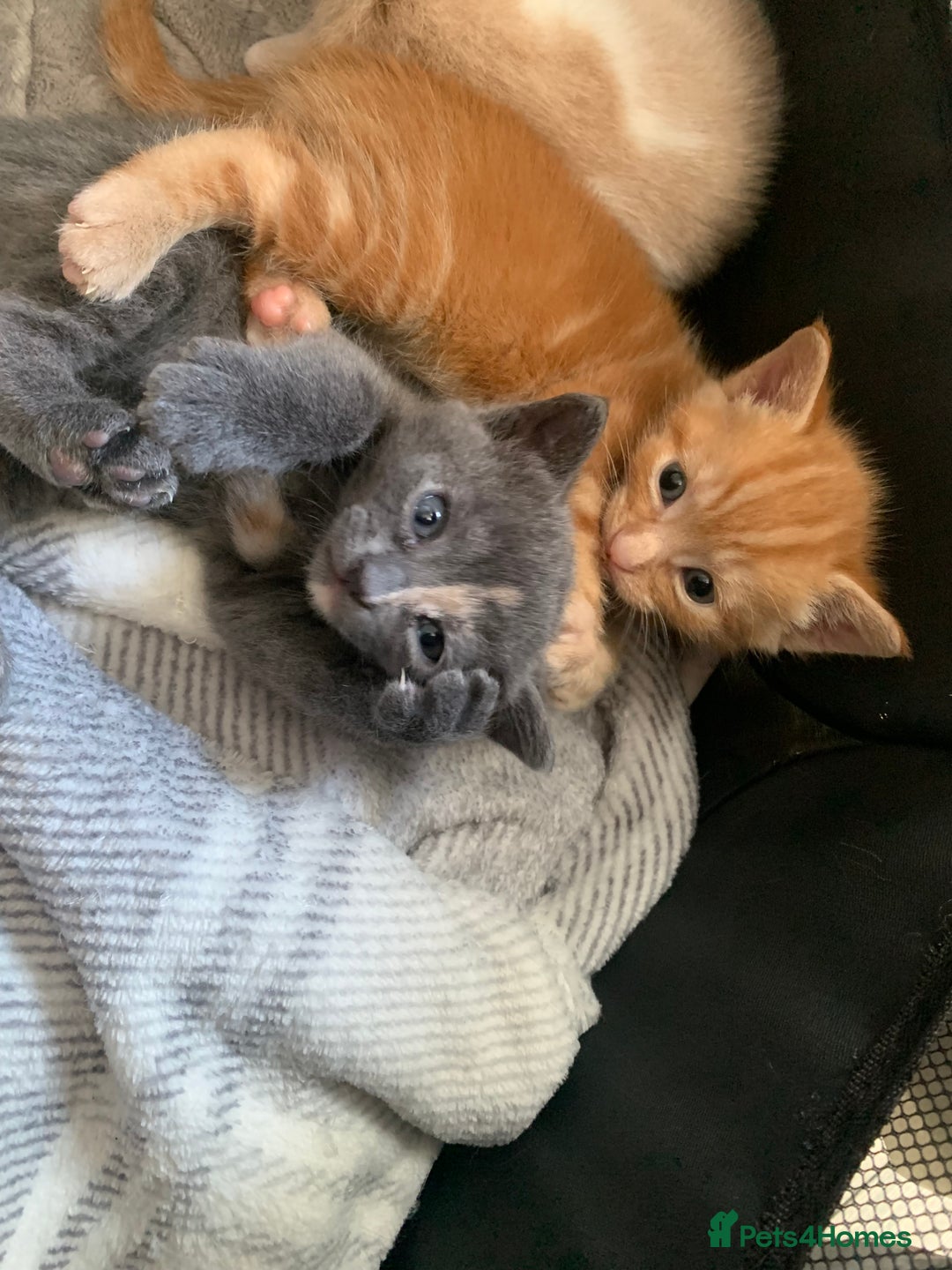 Mixed Breed cats for sale: 5 beautiful mixed British short hair  ✨ - Image 24
