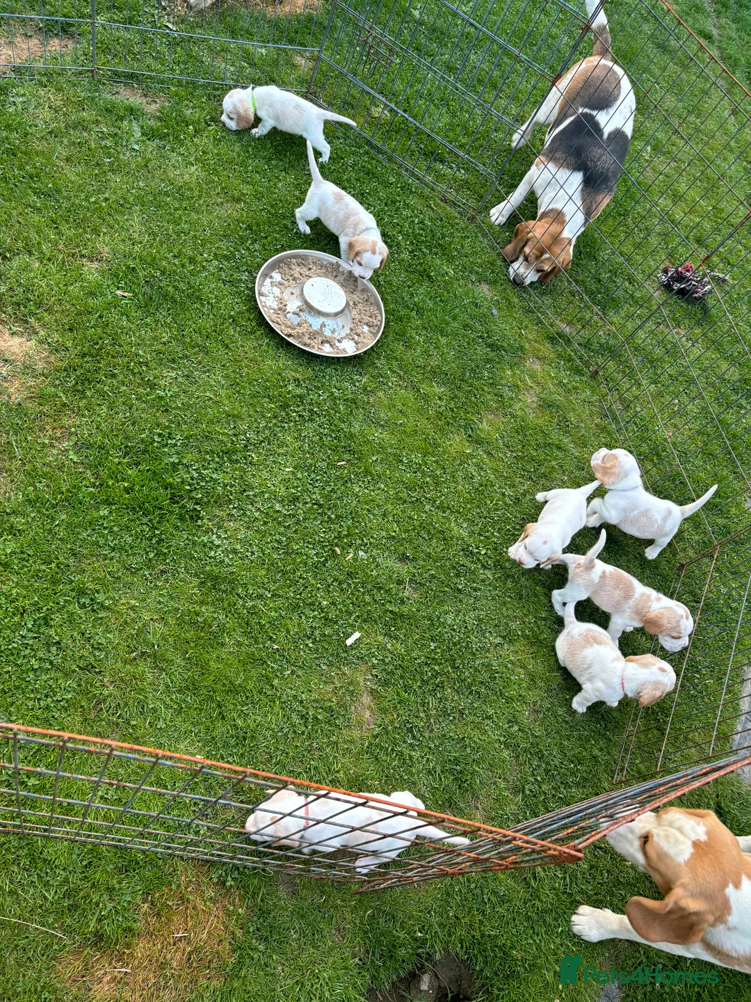 Beagle dogs for stud: White and Tan Beagle for Stud ONLY in Huddersfield - Advert 19