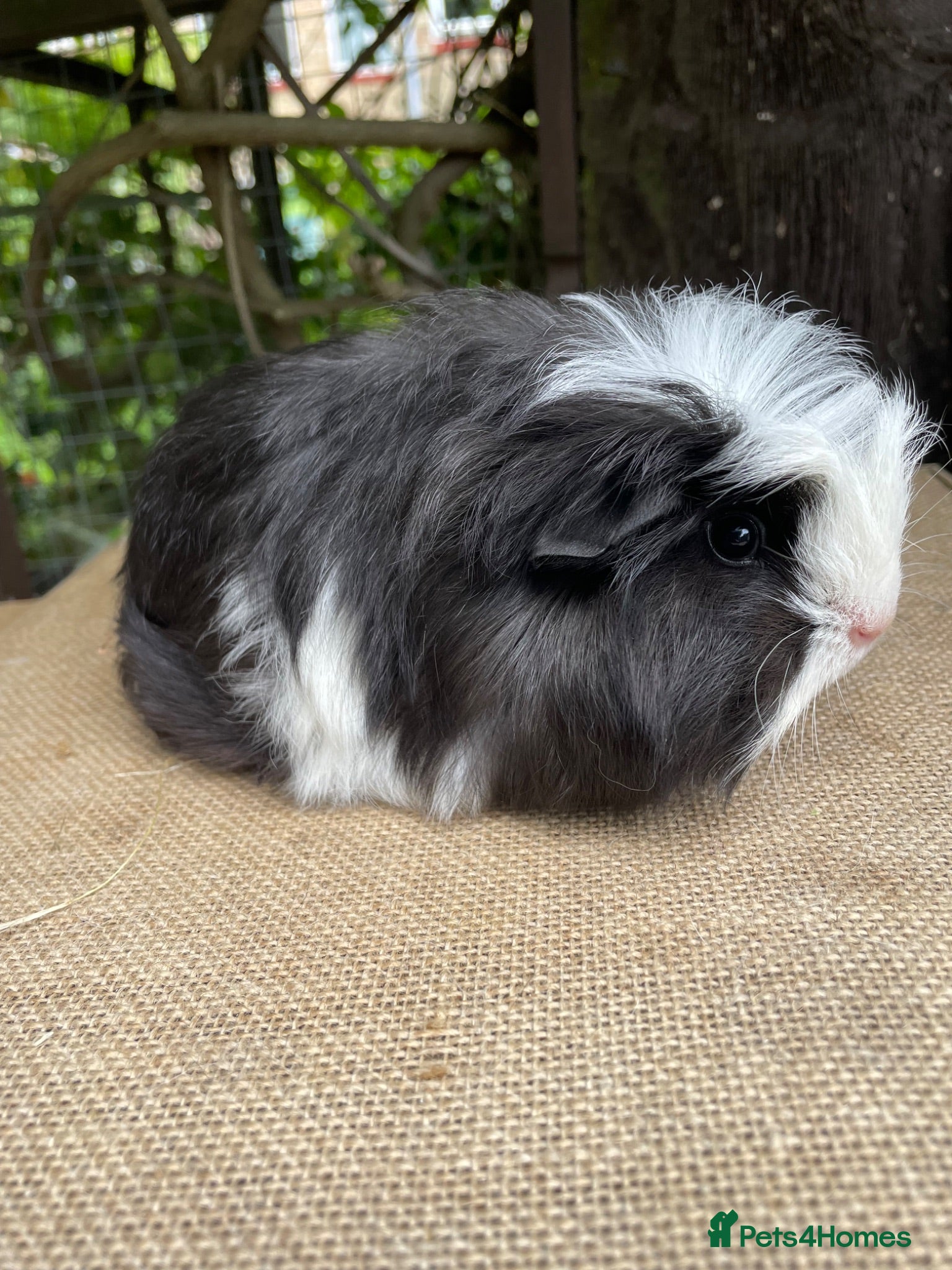 Guinea Pig rodents Pretty baby boar - Advert 4