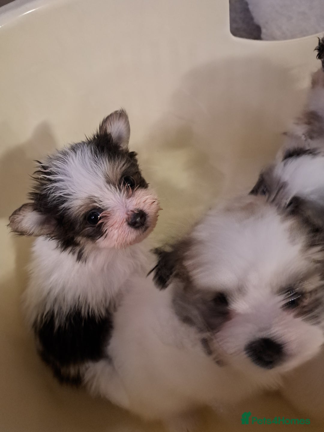 Mixed Breed dogs for sale: Beautiful Pomchon puppies FOR SALE - Image 11