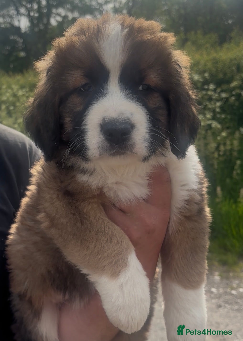 Saint Bernard dogs **Only 1 Boy left*- Stunning Saint Bernese puppies - Advert 1