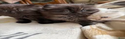 British Longhair cats for sale: Fluffy, short leg, show quality kittens available  - Advert 7