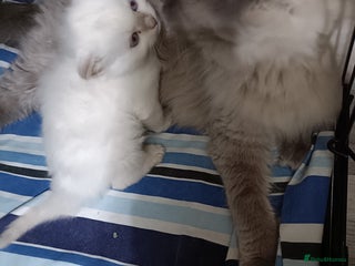 Ragdoll cats Fawn point boy - Advert 4