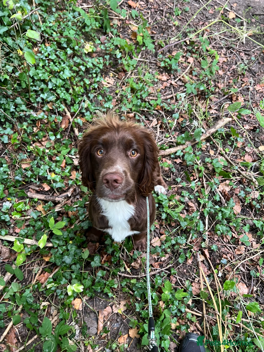 Sprocker dogs for stud: Health tested sprocker for stud in Shrewsbury - Advert 4