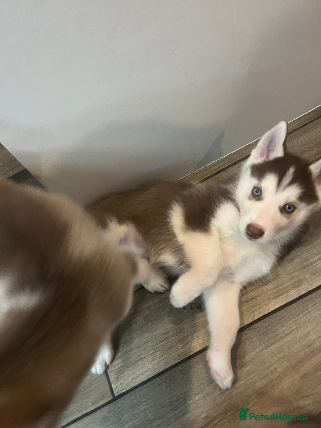 Siberian Husky dogs for sale: Siberian Husky puppies  - Advert 25