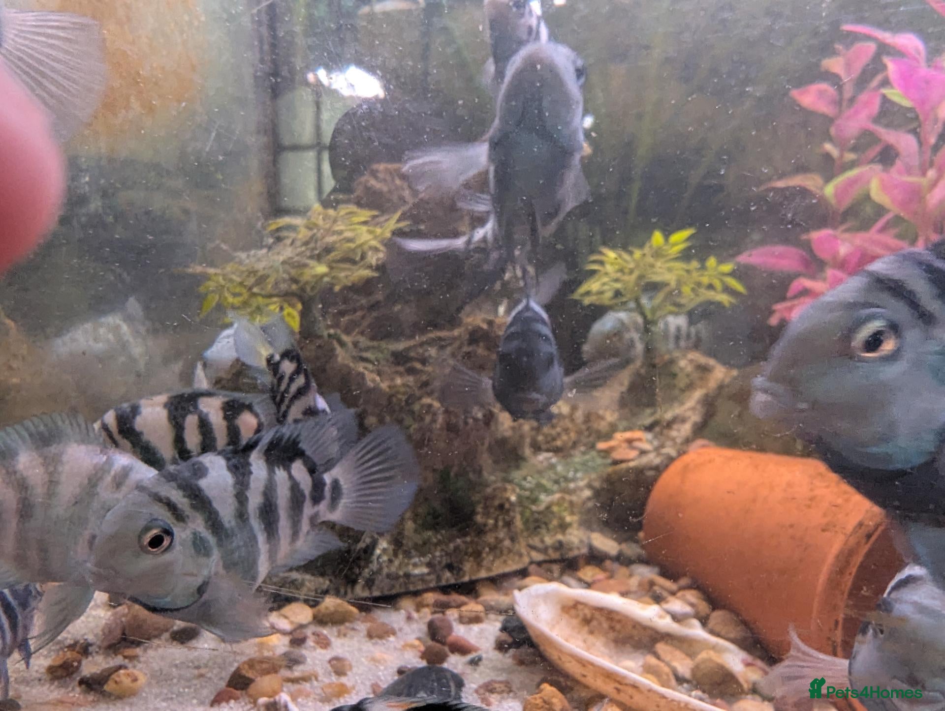 Cichlids fish Blue polar parrot fish 4 @ £20 - Advert 4